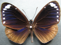 Euploea tulliolus tulliolus - Adult